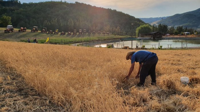 a baselice torna l antica mietitura e trebbiatura del grano