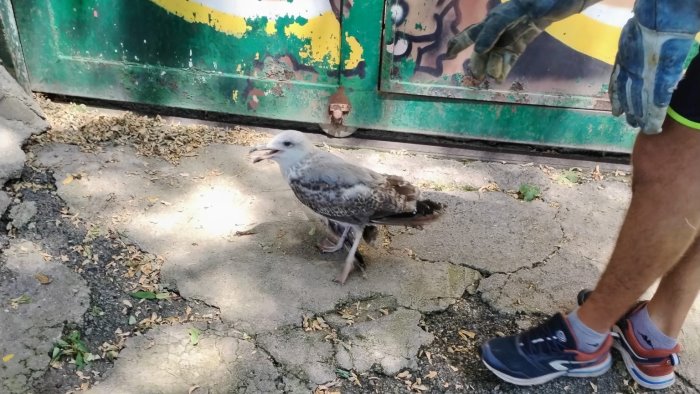 salerno guardia agroforestale salva un gabbiano in difficolta