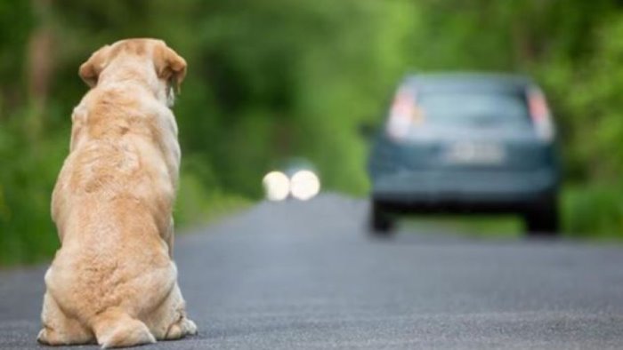 esodo di agosto ogni anno abbandonati 80mila cani e 50mila gatti