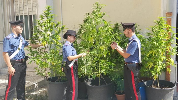 piante marijuana coltivate lungo calore arrestati 4 giovani