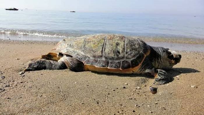 agropoli caretta caretta trovata morta in mare