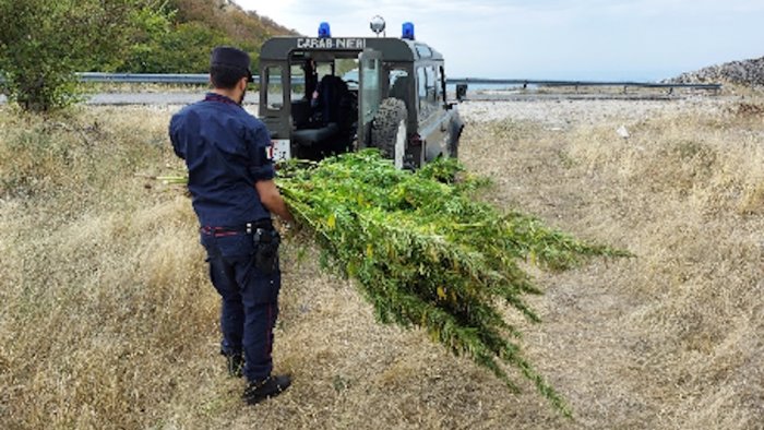 colliano sequestrate oltre 210 piante di cannabis