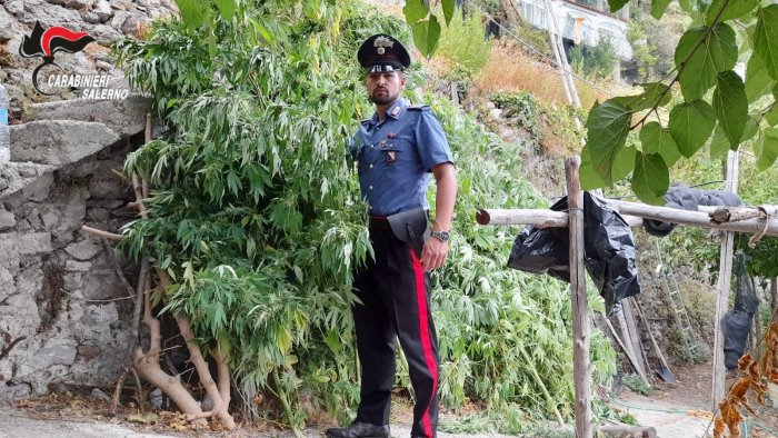 piantagione tra i limoneti due arresti a ravello