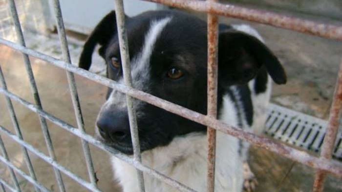 vive in casa con 14 cani in condizioni igieniche precarie