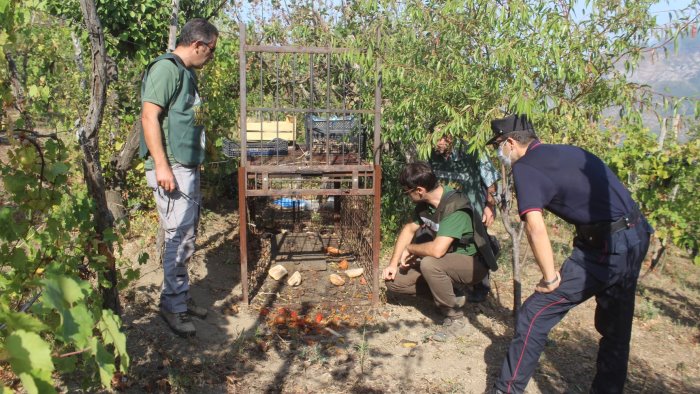 sarno ritrovata gabbia illegale per la cattura dei cinghiali