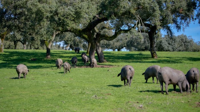 castelpagano presenta nero a meta la filiera per l allevamento del suino dop