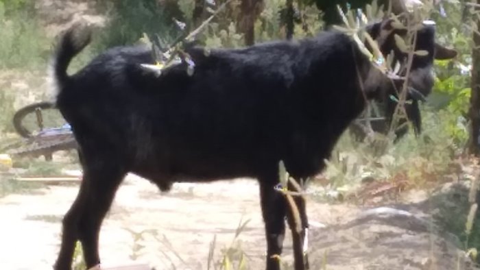 ariano la storia del caprone potrebbe essersi conclusa nel peggiore dei modi