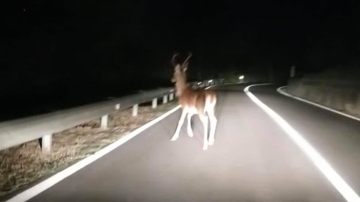 avvistata una coppia di cervi e un capriolo nel territorio di campagna