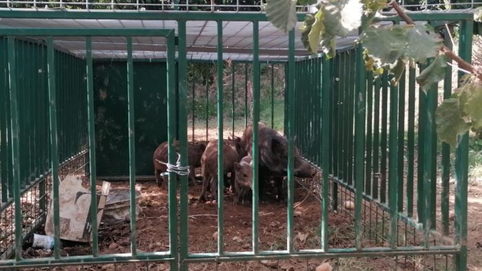 pellezzano 8 cinghiali catturati nel centro cittadino