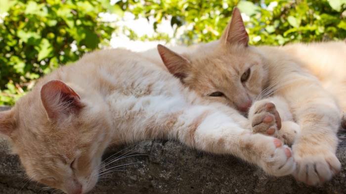 pellezzano a san francesco si inaugura la prima colonia felina protetta