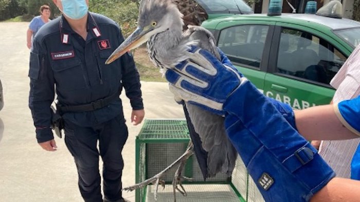 airone ferito nel giardino di casa intervengono i carabinieri forestali