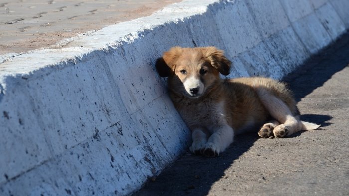 abbandona il suo cane sull ofantina salvato dai carabinieri c e la denuncia