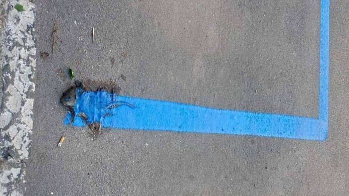 incredibile a caivano strisce blu dipinte su un ratto