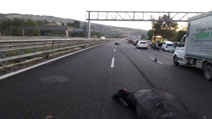 bufale in autostrada investite e uccise da un auto l incidente sull a2