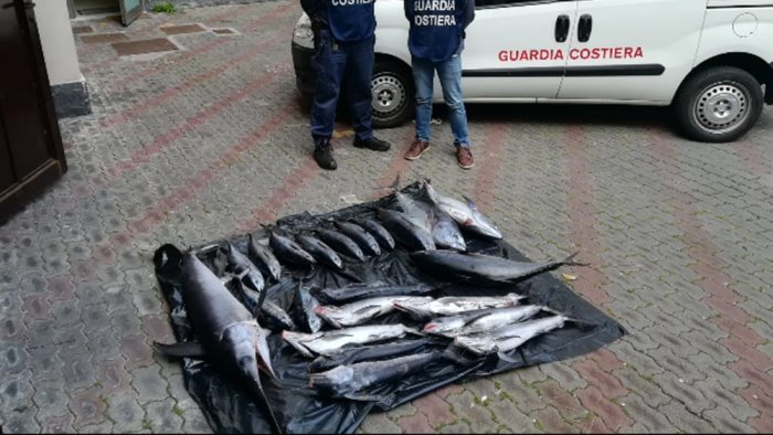 pisciotta sequestro di tonno rosso da parte della guardia costiera