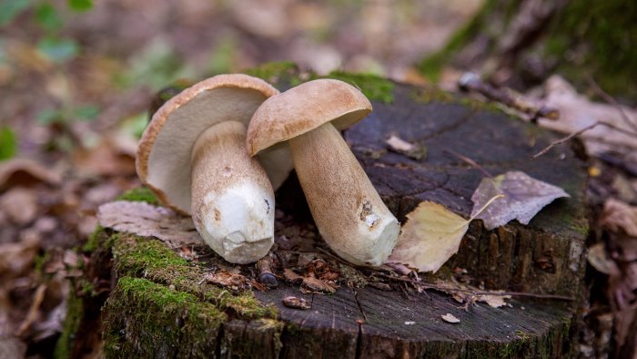 avellino ambulante vende funghi porcini senza autorizzazione denunciato