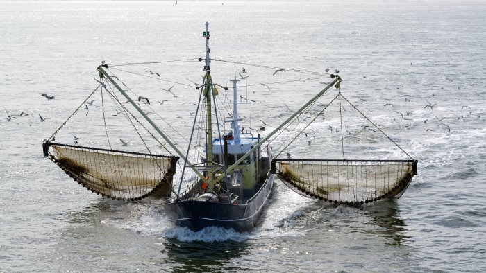 scatta il fermo nel tirreno stop al pesce fresco italiano in tavola