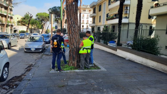 rosa pini soluzione condivisa e auspicabile sono contento