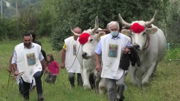 rivive la tradizione del solco dei buoi in onore della madonna di carpignano