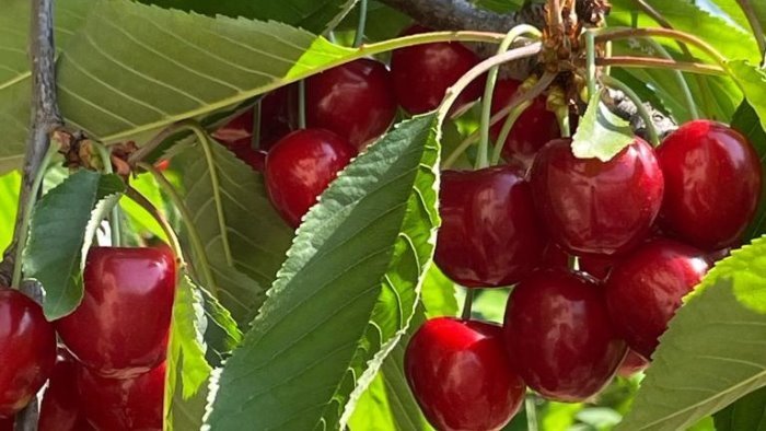 bracigliano la ciliegia diventa igp la soddisfazione del gal terra e vita