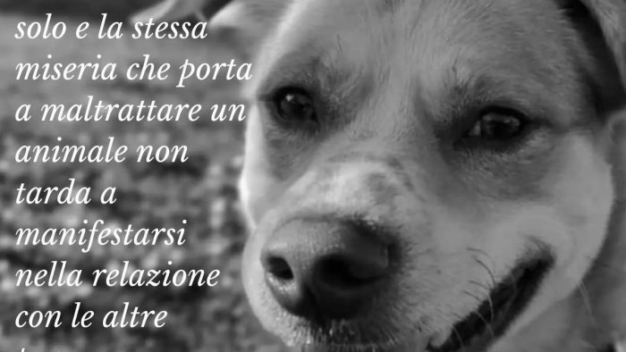 cane smarrito ritrovato ucciso a sassano il comune rabbia e profonda tristezza