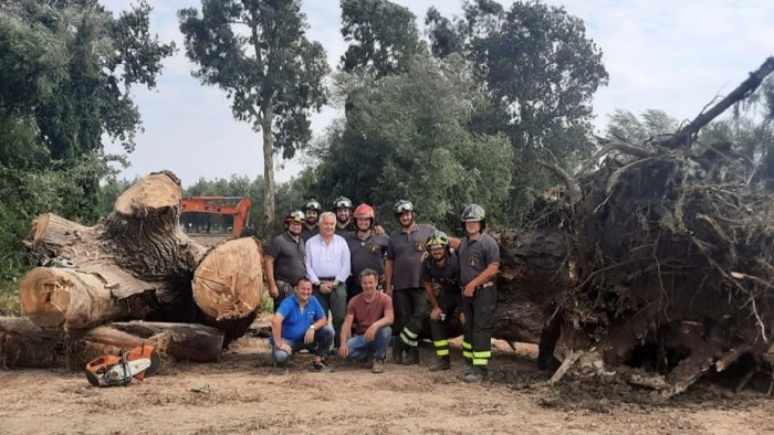 altavilla rimosso l albero che da tre anni ostruiva il fiume calore