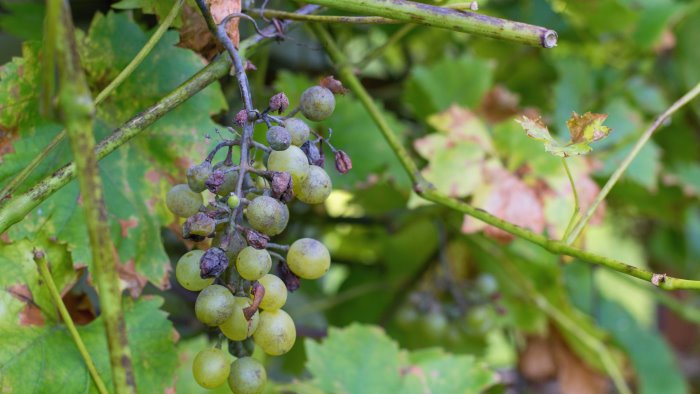 viticoltori in ginocchio per la peronospora comuni chiedono intervento regione