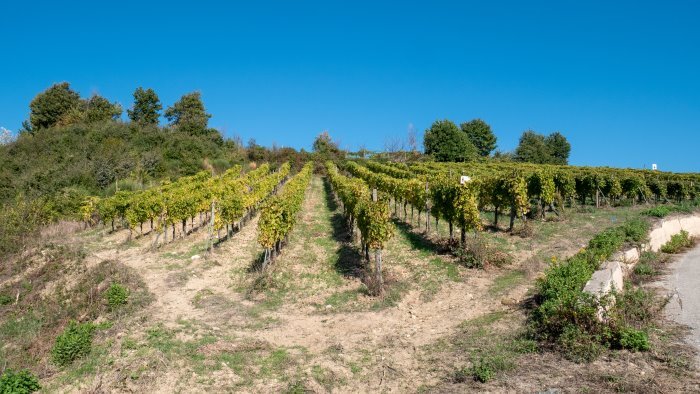 tramonti porta in scena le antiche peculiarita del vino