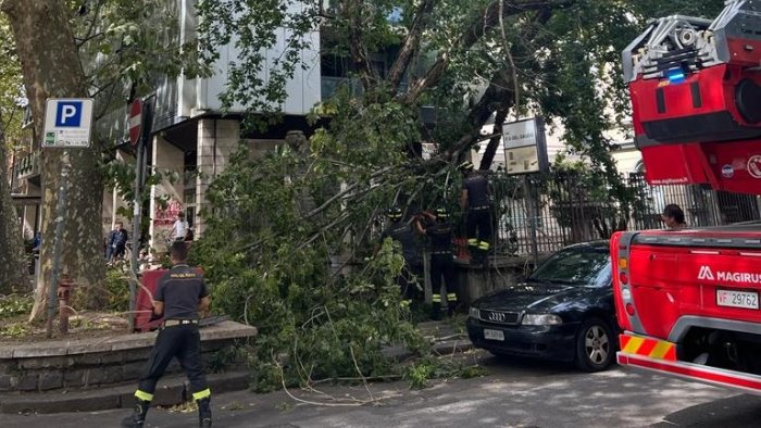 avellino rami pericolanti in viale italia tragedia sfiorata