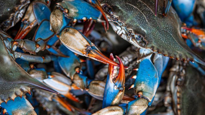 non solo granchio blu coldiretti italia invasa da specie aliene