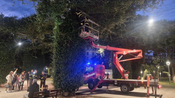 gattino bloccato su una pianta ad avellino salvato dai vigili del fuoco