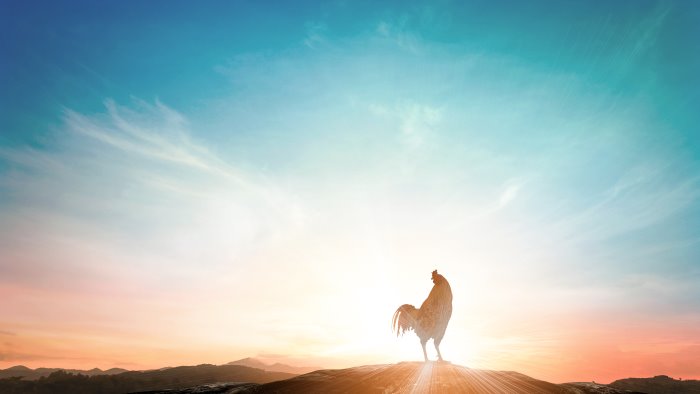 il nesso biologico tra pavese san pietro e un gallo