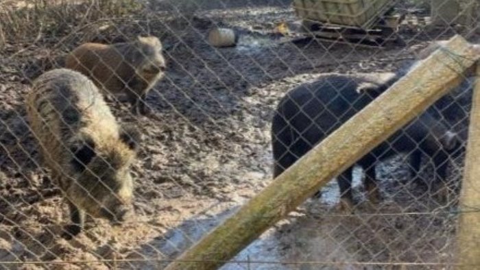 cattura e detenzione abusiva di animali pericolosi la segnalazione