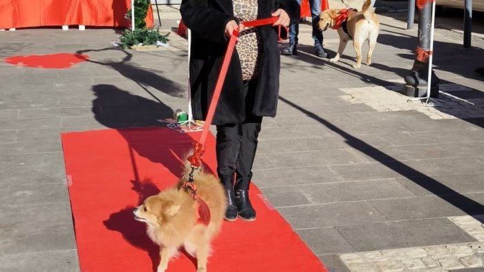 approvato regolamento per l adozione dei cani randagi l esempio di san tammaro