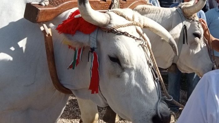 animalisti contro il carro di mirabella la crudele e straziante usanza dei buoi