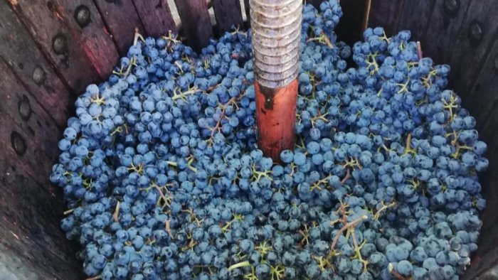 vendemmia e cultura contadina pigiatura dimostrativa con i piedi a bisaccia