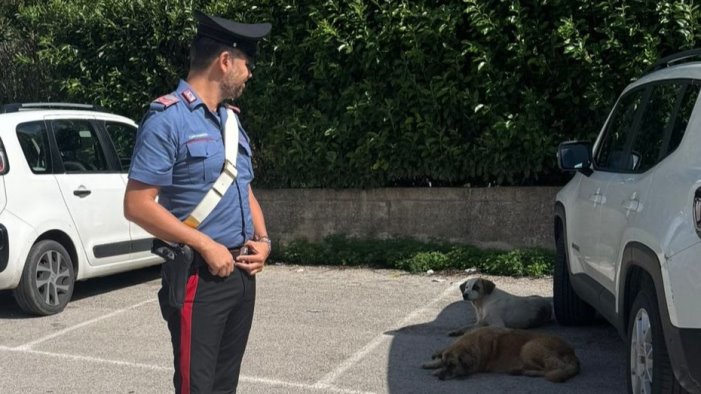 serino abbandona i suoi tre cani nel cortile della scuola denunciato