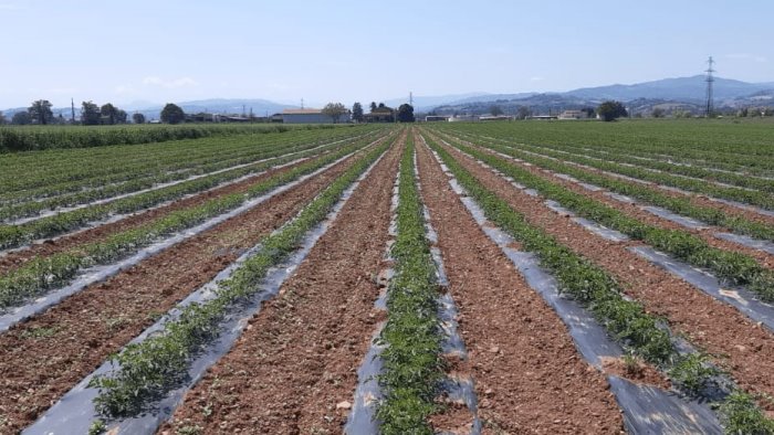 g7 agricoltura le bioplastiche vanno rimosse dai terreni