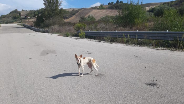 ha una massa tumorale alla mammella abbandonata in strada