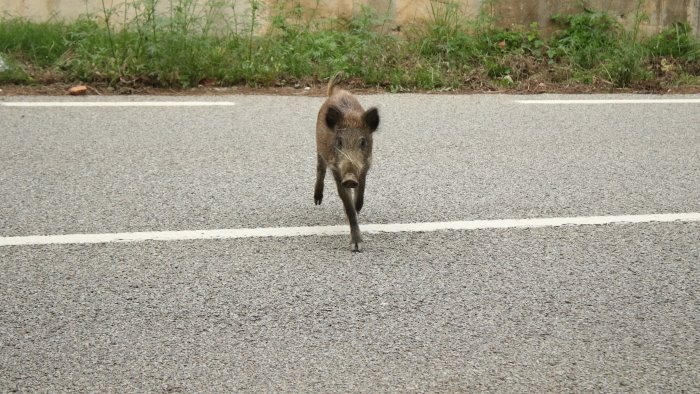 moto contro carcassa di cinghiale sul raccordo ferito centauro