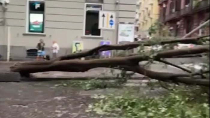 cade albero tragedia sfiorata al vomero